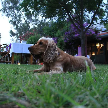 Hotel Esralina Çıralı