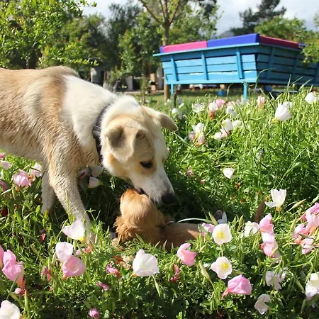 Esralina * Çıralı