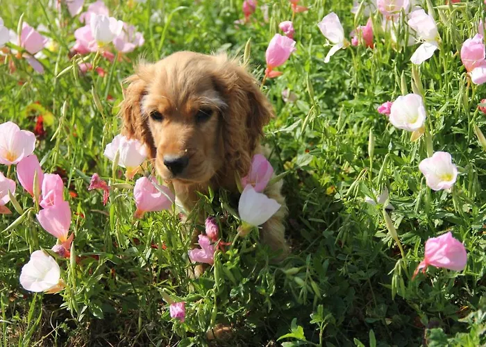 Szálloda Esralina Çıralı