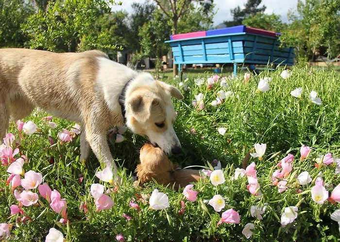 Esralina * Çıralı