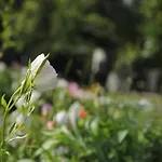 Esralina